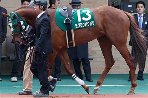 2014 馬|Category:2014年生 (競走馬)